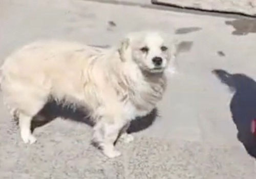 Chú chó trung thành cứu cả gia đình chủ khỏi đám cháy