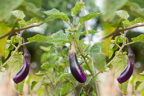 CLIP: Hướng dẫn trồng cà tím trong thùng xốp cho năng suất cao