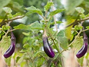 CLIP: Hướng dẫn trồng cà tím trong thùng xốp cho năng suất cao