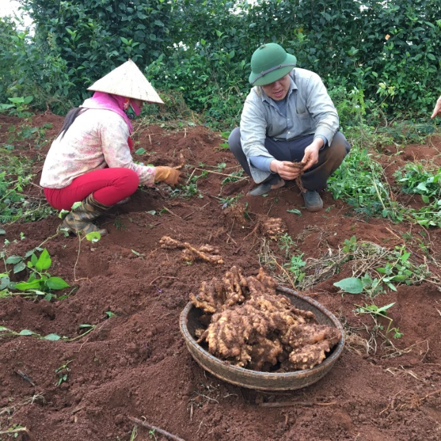 Do Hà Quảng có khí hậu, thổ nhưỡng tốt nên gừng ở đây to và thơm ngon hơn các vùng khác. Với lợi thế này, Hà Quảng chủ trương trồng gừng hữu cơ, lấy đây là cây thế mạnh của địa phương.