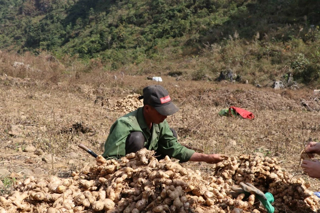 Anh Trương Văn Lần thu hoạch vụ gừng năm 2019. Gừng đã giúp anh thoát nghèo, con cái được đến trường đầy đủ