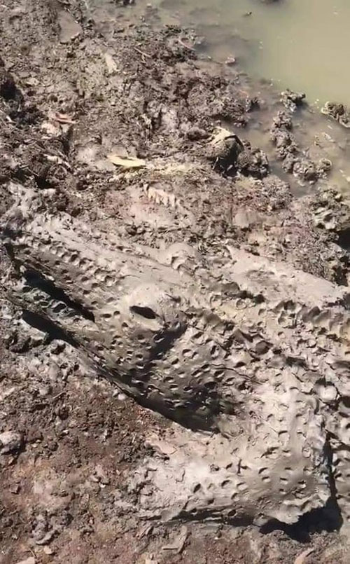 Chàng trai chạy "bán sống bán chết" khi nhìn thấy cá sấu tắm bùn và cái kết "cười đau ruột"