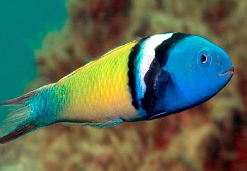 1001 thắc mắc: Loài cá nào chỉ mất 20 ngày để chuyển giới từ cái thành đực?