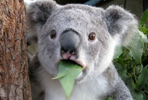 1001 thắc mắc: Loài vật nào cũng có dấu vân tay như con người?