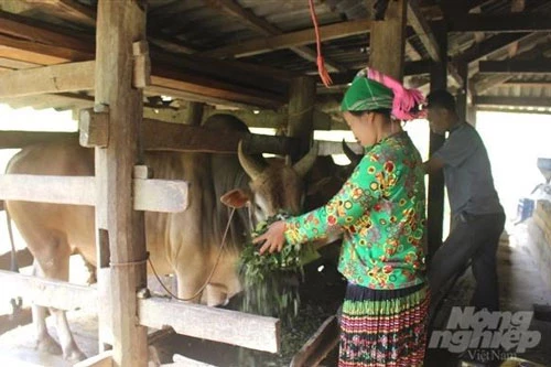 Người dân thị trấn Pác Mjầu, huyện Bảo Lâm phát triển chăn nuôi bò. Ảnh: Kông Hải.