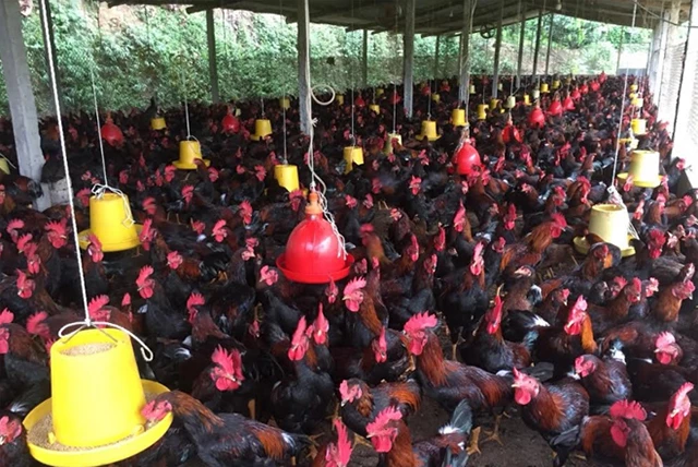 Mô hình nuôi gà đang giúp người dân Minh Quán thoát nghèo, làm giàu