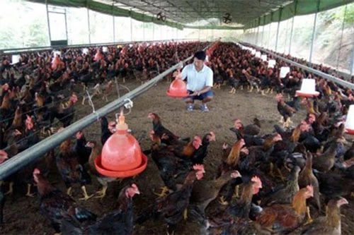 HTX Minh Quán đang thành công với mô hình nuôi gà