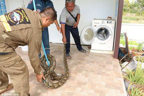 Giật mình khi phát hiện trăn khủng dài gần 4m trong máy giặt