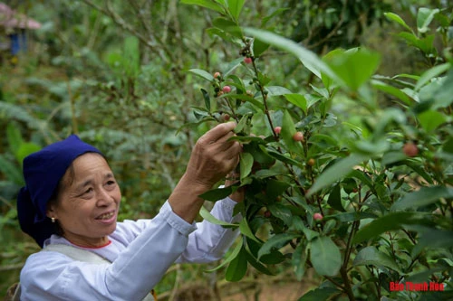 Bản Khuyn (xã Cổ Lũng), một vùng đồng bào người Thái sinh sống giáp ranh với tỉnh Hòa Bình, là một trong số ít những nơi đang còn lưu giữ lại những phương thức tạo nên men rượu cần truyền thống.