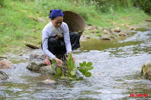 Một cuộc gặp không hề hẹn trước, phải khó khăn lắm chúng tôi mới gặp được bà, người có thâm niên làm rượu cần lâu năm ở bản Khuyn. Bà là Hà Thị Sinh (sinh năm 1959). Mỗi tháng trung bình 2 lần, bà đeo gùi mây lên đồi hái lá, rồi ra dòng suối Khanh, nhập tâm rửa sạch từng nhánh lá.