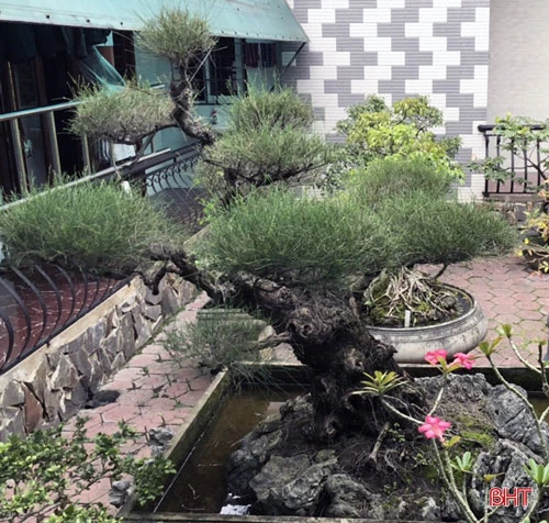 Cây trong vườn nhà ông Tuấn đều có tuổi thọ hàng chục năm và giá khá cao.