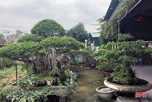 Ở làng Đông Thái, xã Tùng Ảnh, vườn cây của gia đình ông Phan Văn Hồng được mệnh danh là “khu vườn nhỏ, thế bonsai”. Ông Hồng là người chơi cây cũng là người thường xuyên mua, bán và thẩm giá cây cảnh. Nhiều cây cảnh trong vườn được chính ông tự tay ươm, chiết trồng, tự mày mò học tạo dáng.