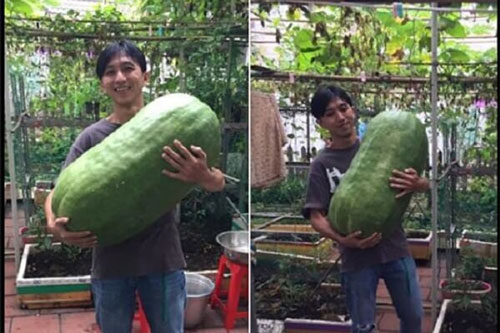 Cộng đồng mạng sửng sốt trước quả bí “đè chết người”, khi biết nguồn gốc còn "sốc gấp bội"