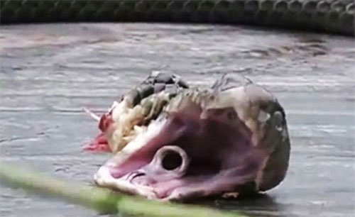 Bị chặt rời 20 phút, đầu rắn hổ vẫn cắn chết người