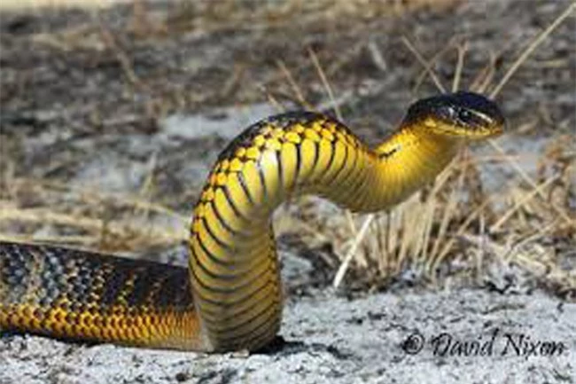17 loài rắn cực độc, đe dọa tính mạng con người - 10