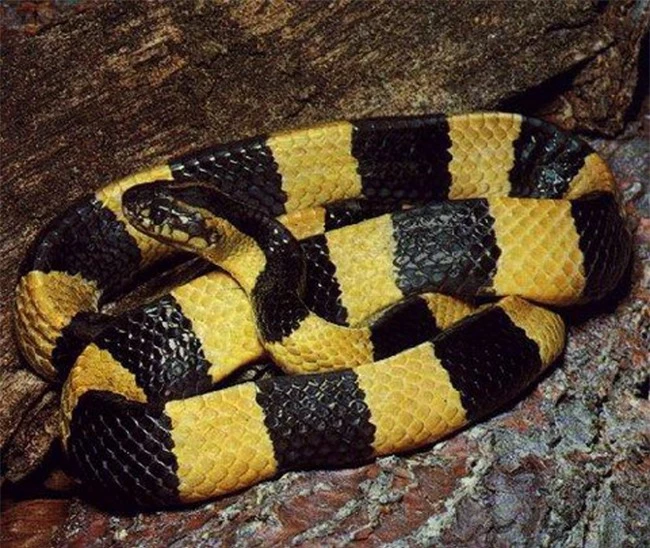 17 loài rắn cực độc, đe dọa tính mạng con người - 12