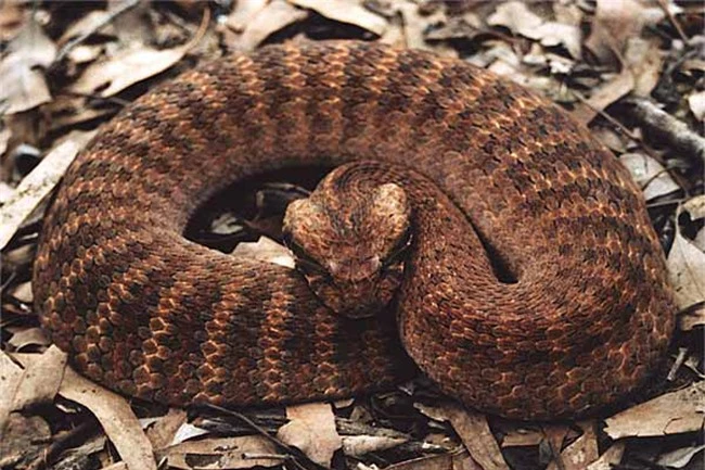 17 loài rắn cực độc, đe dọa tính mạng con người - 14