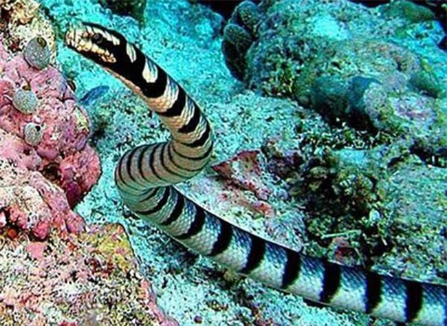 17 loài rắn cực độc, đe dọa tính mạng con người - 15