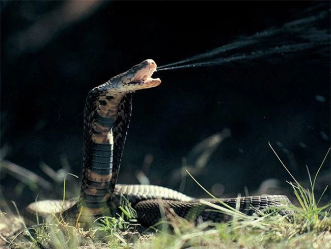 17 loài rắn cực độc, đe dọa tính mạng con người - 16