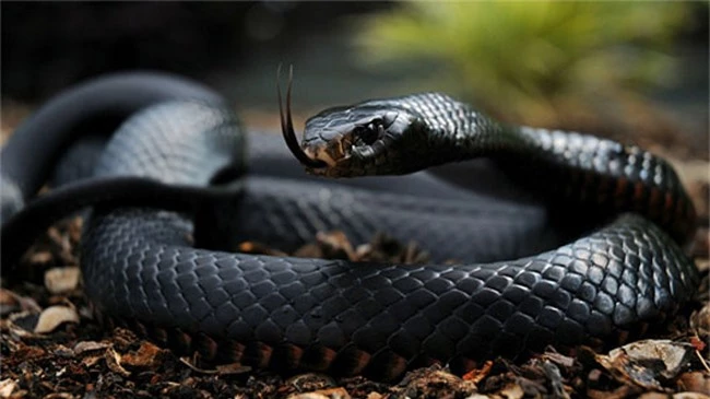 17 loài rắn cực độc, đe dọa tính mạng con người - 3