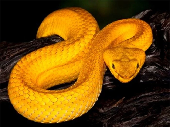 17 loài rắn cực độc, đe dọa tính mạng con người - 4