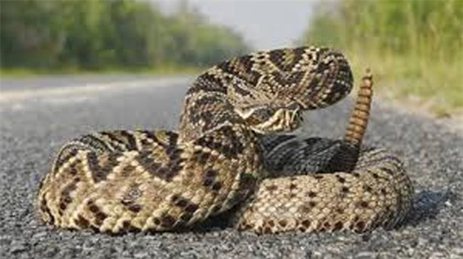 17 loài rắn cực độc, đe dọa tính mạng con người - 5