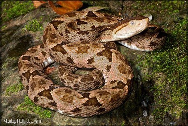 17 loài rắn cực độc, đe dọa tính mạng con người - 6