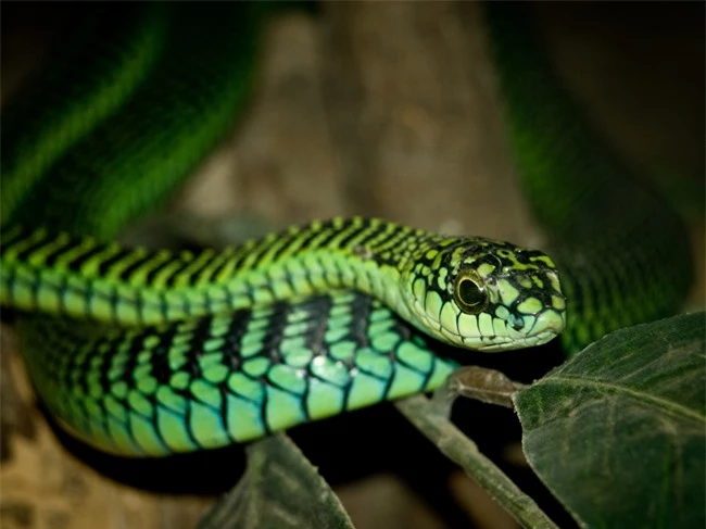 17 loài rắn cực độc, đe dọa tính mạng con người - 7