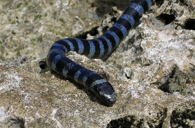 17 loài rắn cực độc, đe dọa tính mạng con người - 8