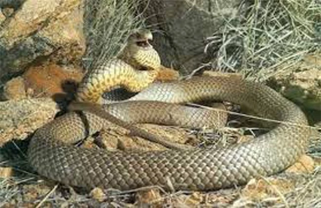 17 loài rắn cực độc, đe dọa tính mạng con người - 9