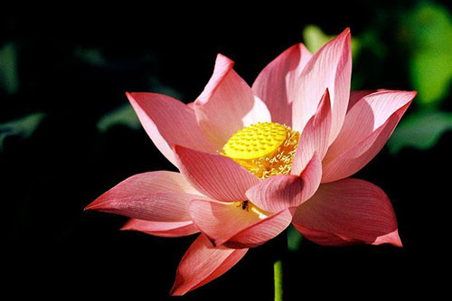 Phật dạy: Thành kiến chính là 'mũi khoan nhọn khoét lỗ thủng’ trong tâm hồn mỗi người