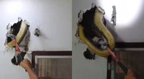 Bất ngờ nghe thấy âm thanh lạ phát ra trong tường nhà, dùng búa đập ra người đàn ông phát hiện thứ đáng sợ