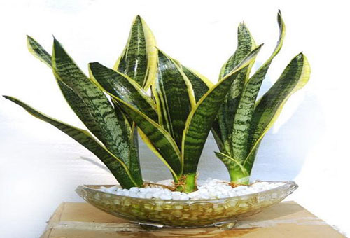 CLIP: Cách trồng cây lưỡi hổ và những công dụng của loại cây này