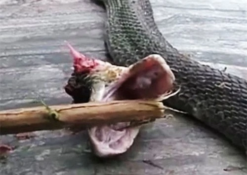 Đầu rắn cắn rời khỏi thân vẫn có thể cắn và truyền nọc độc. Ảnh từ clip