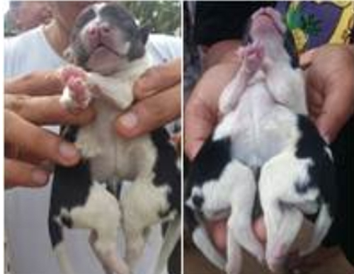 Chuyện lạ: Chú chó vừa sinh ra đã có 2 thân, 8 chân và 2 đuôi