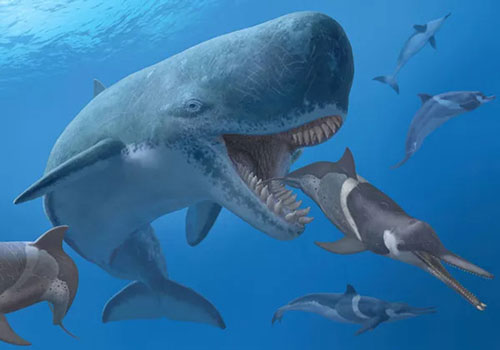 Top với hơn 93 hình nền cá mập megalodon tuyệt vời nhất  Tin học Đông Hòa