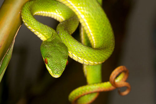 Đuổi rắn bằng chế phẩm rẻ tiền, an toàn cho cả người lẫn rắn