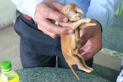 Đồng Nai: Chó đẻ ra "voi" gây xôn xao