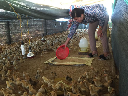 Hòa Bình: Thành công từ mô hình nuôi gà thả vườn