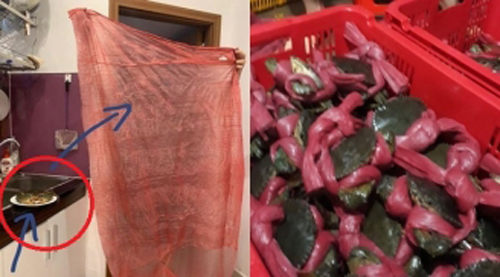 Tưởng mua được cua giá hời, anh chàng "sang chấn tâm lý" khi phát hiện ra điều này