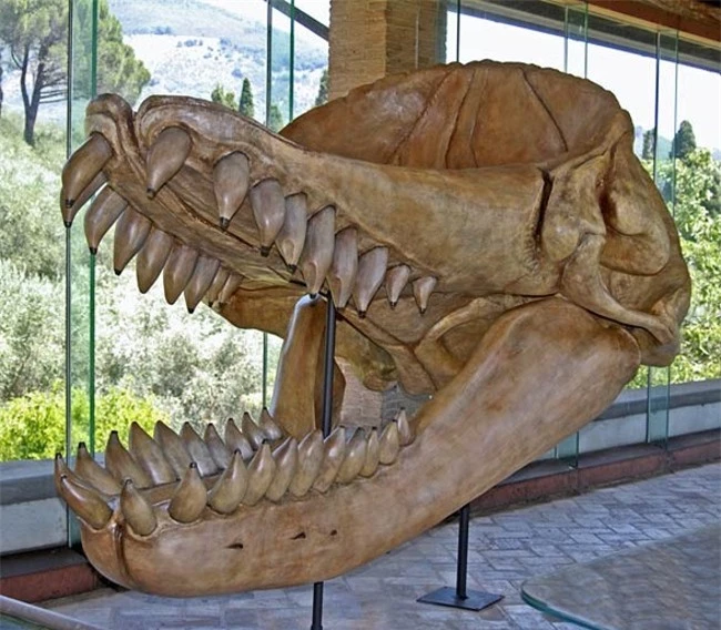 Cá voi cổ đại Melvillei, cơn ác mộng của siêu cá mập Megalodon - Ảnh 2.