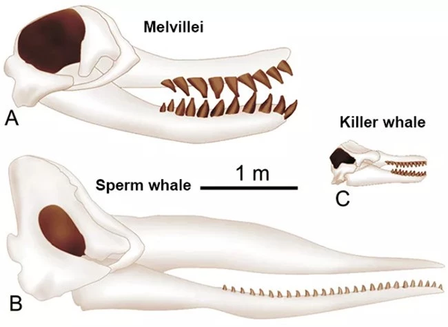 Cá voi cổ đại Melvillei, cơn ác mộng của siêu cá mập Megalodon - Ảnh 3.
