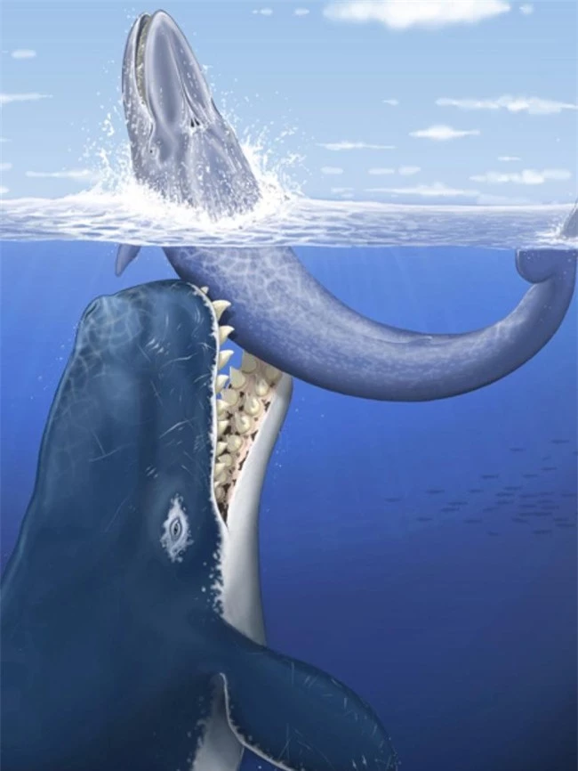 Cá voi cổ đại Melvillei, cơn ác mộng của siêu cá mập Megalodon - Ảnh 4.