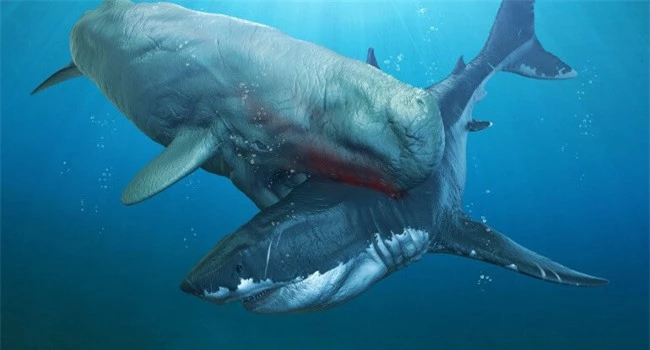 Cá voi cổ đại Melvillei, cơn ác mộng của siêu cá mập Megalodon - Ảnh 5.
