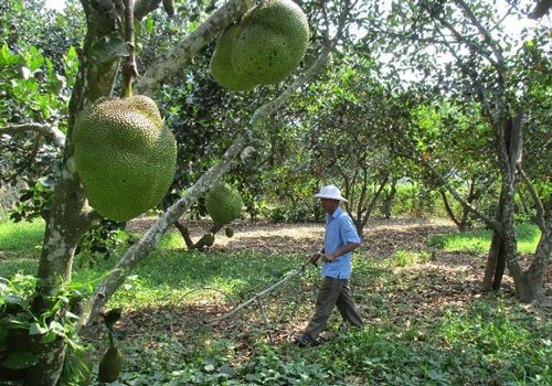 Ông Hạt đang chăm sóc vườn cây ăn trái, vườn mít của gia đình.(Ảnh Tư liệu)