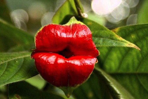 Hết hồn với những loài thực vật "bắt chước" bộ phận cơ thể người như thật