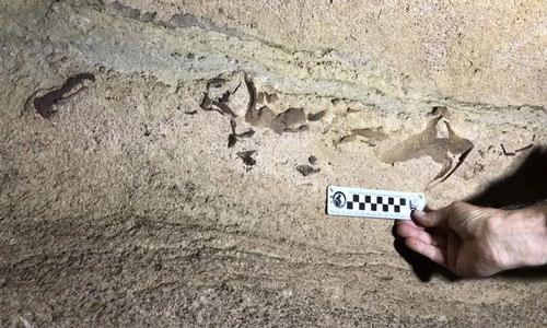 Hóa thạch cá mập 330 triệu năm tuổi xuất hiện trong hang động tại Kentucky. Ảnh: CNN.