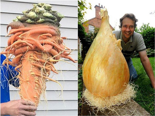 Trầm trồ trước những loại rau quả "siêu to khổng lồ"