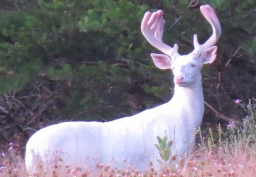 Top 10 cá thể động vật bạch tạng, sinh ra để khiến thế giới kinh ngạc
