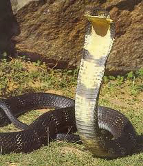 2.      Rắn hổ mang chúa (King Kobra) – có chiều dài khoảng 3m, loài trưởng thành có thể dài tới 4,5m, chủ yếu sống ở miền Đông và Đông Nam Á. Đây là loài rắn độc  nhất thế giới, nọc độc của chúng có thể giết chết một con người chỉ trong vòng 30 phút.